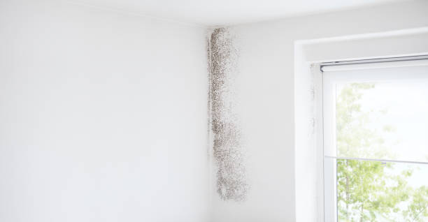 Best Mold Damage Restoration  in Crosby, TX