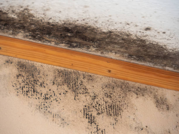 Best Indoor Air Quality Assessment  in Crosby, TX