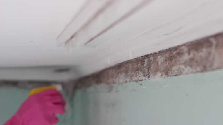 Reliable Crosby, TX Mold Removal Solutions